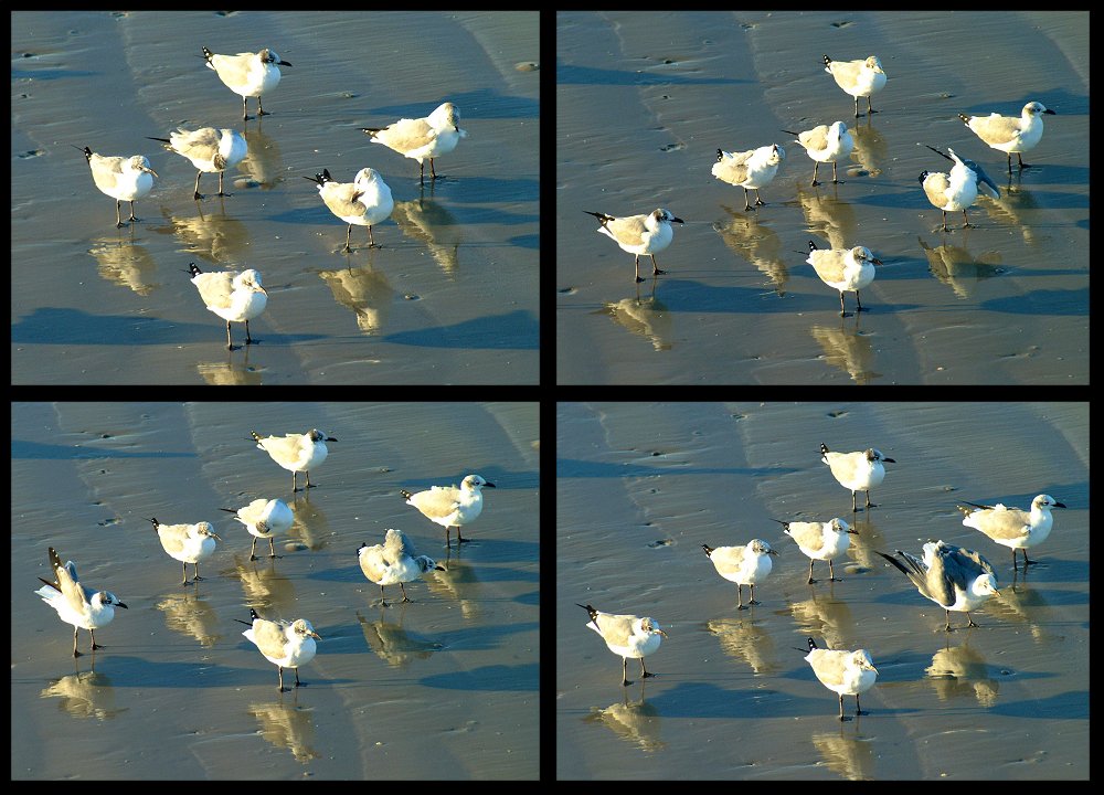 (47) gulls montage.jpg   (1000x720)   145 Kb                                    Click to display next picture